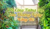 Tuong Cay San Thuong Ngay Nang He