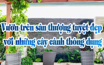 Vuon San Thuong 1