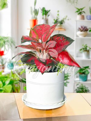 Cây Lộc Xuân Để Bàn