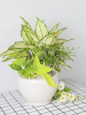 Cây Ngọc Ngân Mix Để Bàn