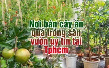 Noi Ban Cay An Qua Tphcm