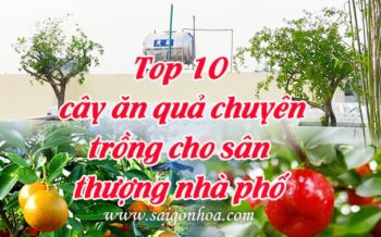 Top 10 Cay An Qua San Thuong
