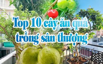 Top 10 Cay An Qua Trong San Thuong