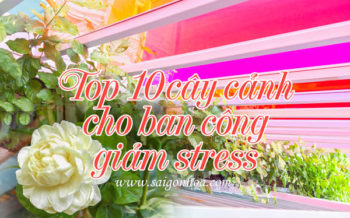 Top 10 Cay Ban Cong Giam Stress