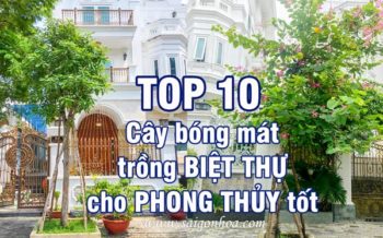 Top 10 Cay Bong Mat Phong Thuy