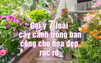 Top 7 Cay Canh Trong Ban Cong