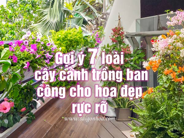 Gợi Ý 7 Loài Cây Cảnh Trồng Ban Công Cho Hoa Đẹp Rực Rỡ • Sài Gòn Hoa 2023