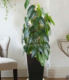 Chậu Cây Trầu Bà Tỷ Phú Leo