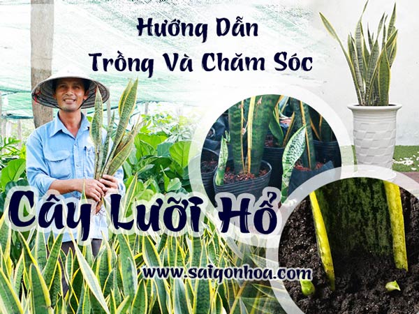 cách trồng và chăm sóc cây lưỡi hổ