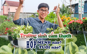 Truong Sinh Cam Thach