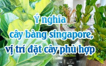 Y Nghia Cay Bang Sing Vi Tri Dat Phu Hop