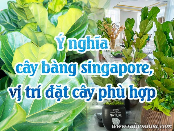 Ý nghĩa cây bàng singapore và vị trí đặt cây phù hợp • Sài Gòn Hoa 2022