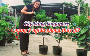 Y Nghia Phong Thuy Bang Singapore