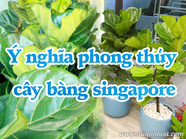Y Nghia Phong Thuy Cay Bang Singapore