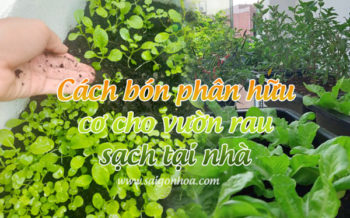 Cach Bo Phan Huu Co Cho Rau