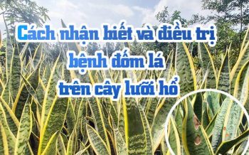 Cach Nhan Biet Va Dieu Tri Benh Dom La