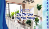 Catalogue Cay Noi That Van Phong