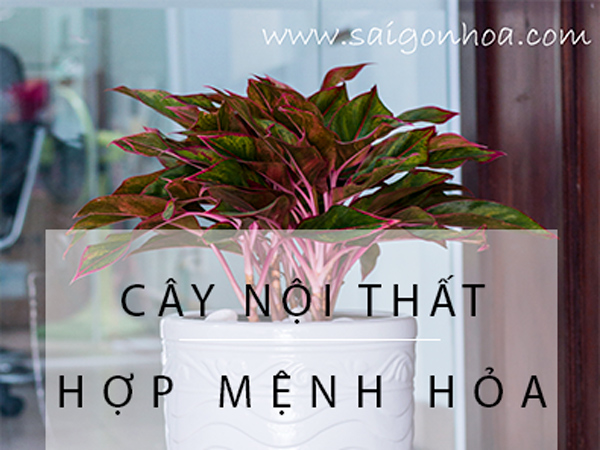 Cay Hop Menh Hoa