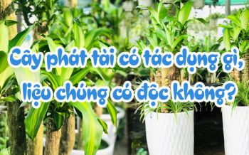 Cay Phat Tai Co Cong Dung Gi