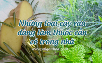 Cay Rau Lam Thuoc Tai Nha