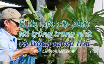 Cham Soc Cay Phat Tai