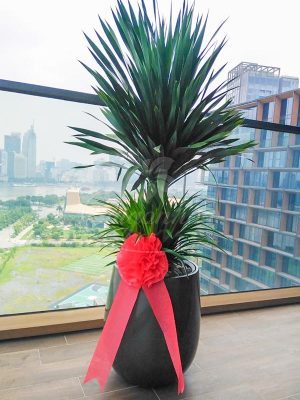 Các loại cây phát tài mang may mắn cho gia chủ