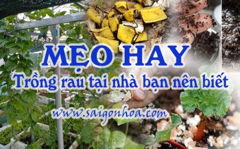 Mẹo hay khi trồng rau, làm vườn tại nhà