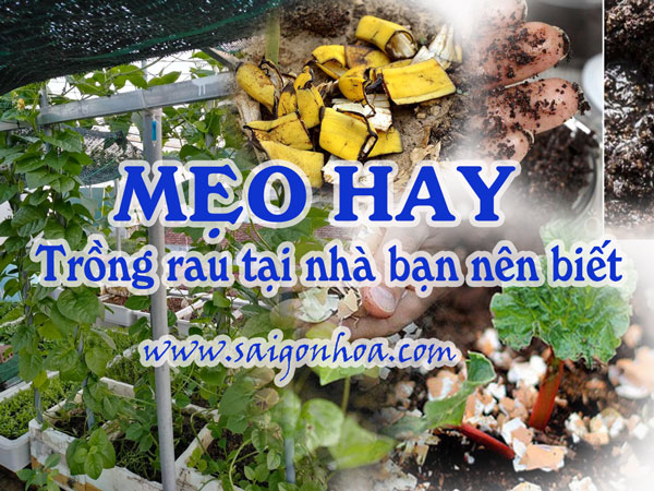 15 mẹo hay khi trồng rau tại nhà bạn nên biết • Sài Gòn Hoa 2023