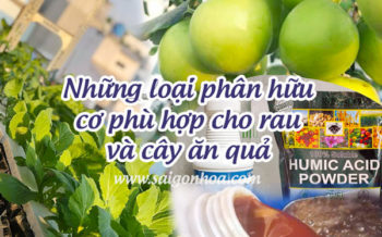 Phan Huu Co Cho Cay An Qua