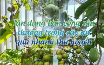 Tan Dung Ban Cong San Thuong