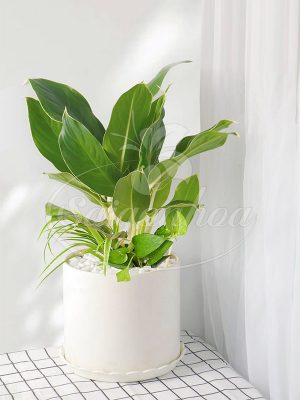 Cây Bạch Mã Xanh Để Bàn