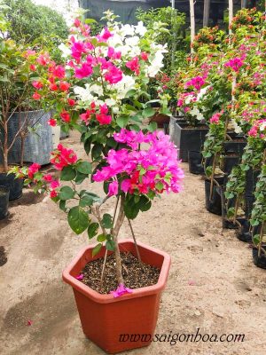 Cây Bông Giấy Nhiều Màu