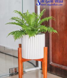 Chậu Cây Dương Xỉ Khổng Tước
