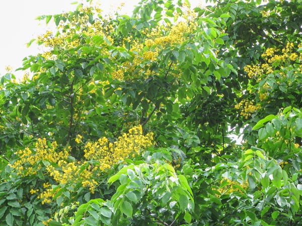 Cây Cảnh Sân Vườn Cho Hoa Vàng