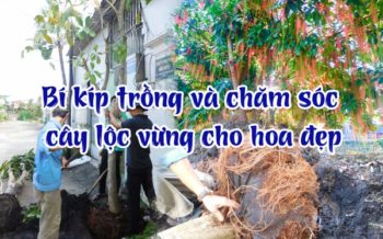 Trong Va Cham Soc Cay Loc Vung