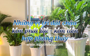 Vi Tri Dat Cay Kim Tien Phong Thuy