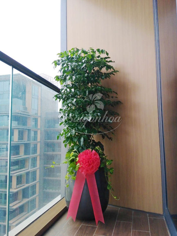 Công dụng Cây Hạnh phúc