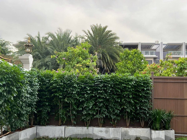 Cây Hạnh Phúc Chậu Đứng