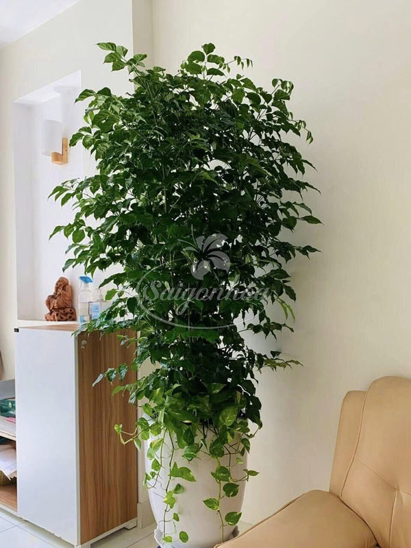 Công dụng Cây Hạnh phúc