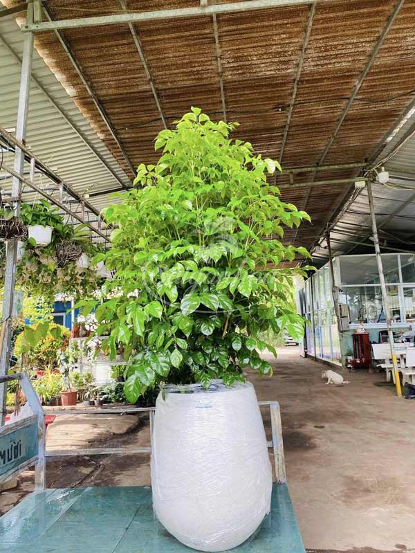 Công dụng Cây Hạnh phúc