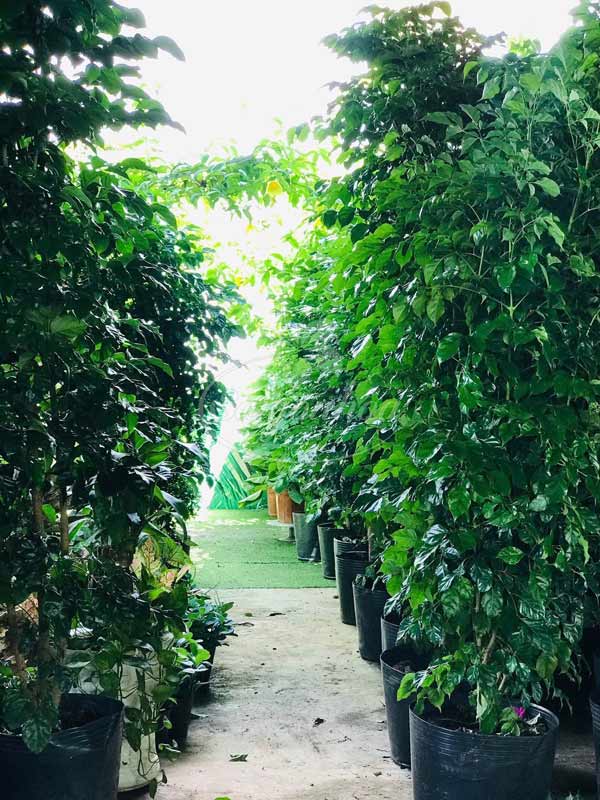 Công dụng Cây Hạnh phúc