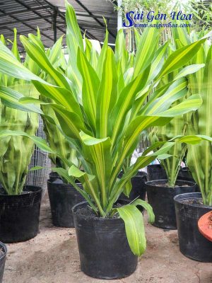 Cây Phát Tài Đài Loan