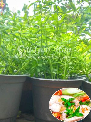 Cây Rau Om - Cây Ngò Om
