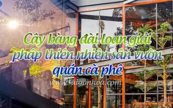 Cay Bang Dai Loan Quan Ca Phe