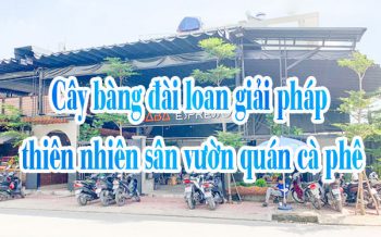 Cay Bang Dai Loan Trong Quan Ca Phe 1