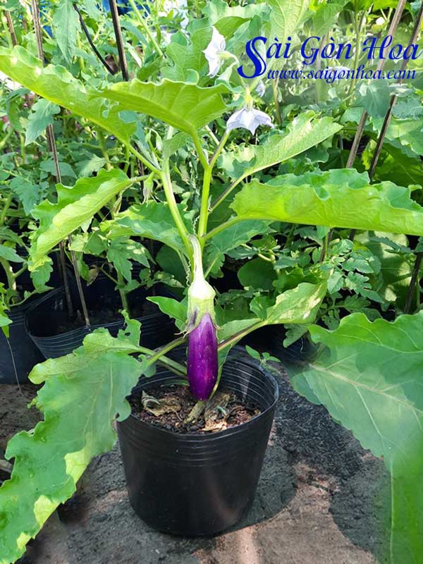 Cây Cà Tím