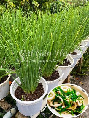 Chậu Cây Hành Lá