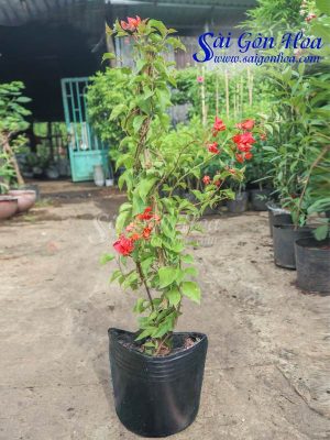 Cây Bông Giấy Hoa Đỏ