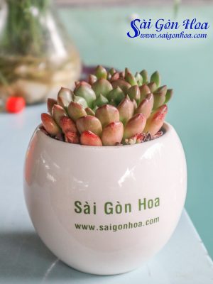 Sen Đá Ruby Đỏ Để Bàn
