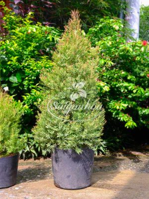 Cây Tùng Dạ Quang Sân Vườn